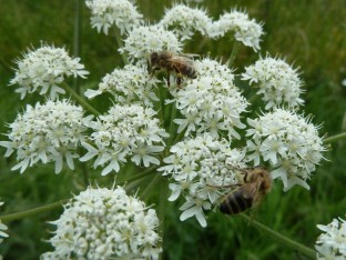 Apiaceae with Honeybee