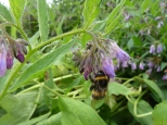 Bumblebee using a nectar hole on Confrey