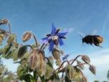 Red tailed bumble bee on Borage